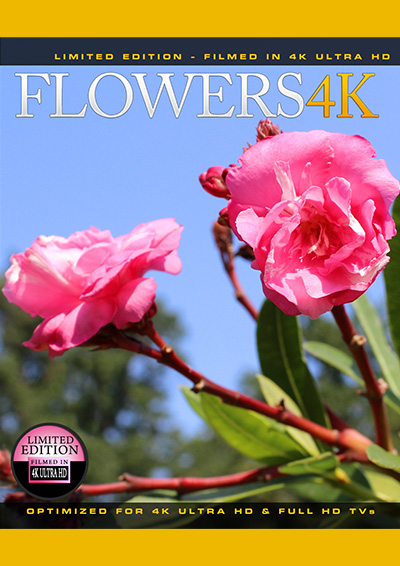Flowers 4K