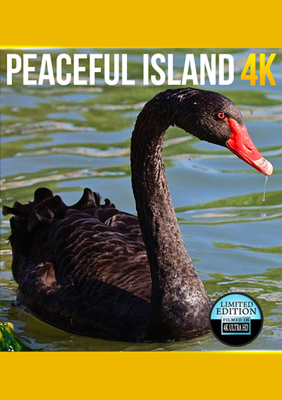 Peaceful Island 4K