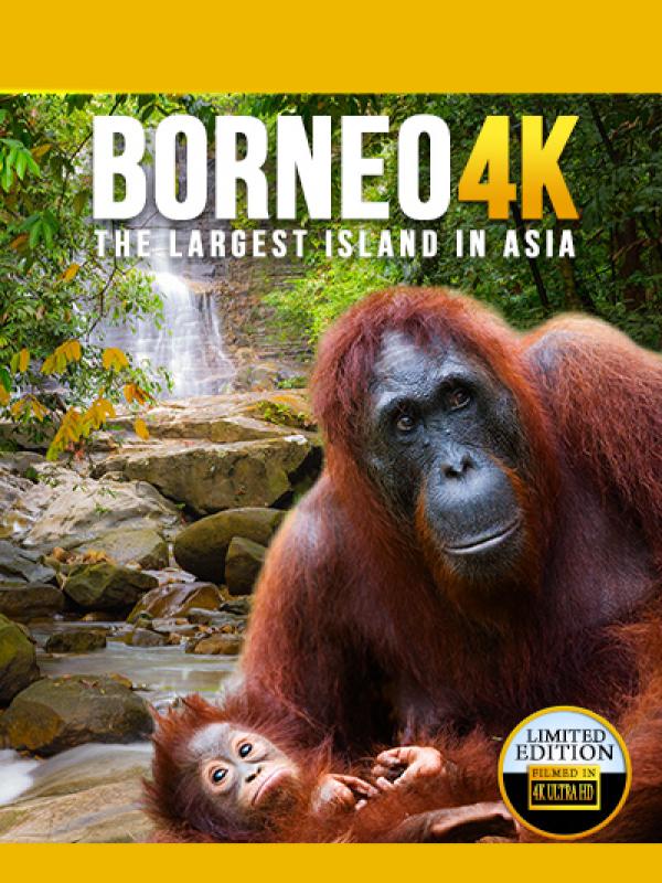 Borneo 4K